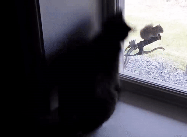 Funny animals funny cat cat GIF - Find on GIFER