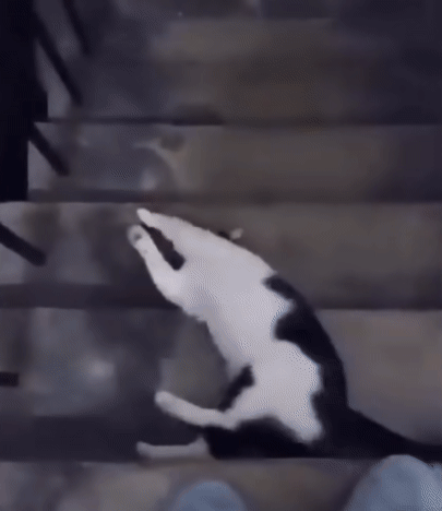 cat-fun-37-funny-cat-and-stairs-usagif