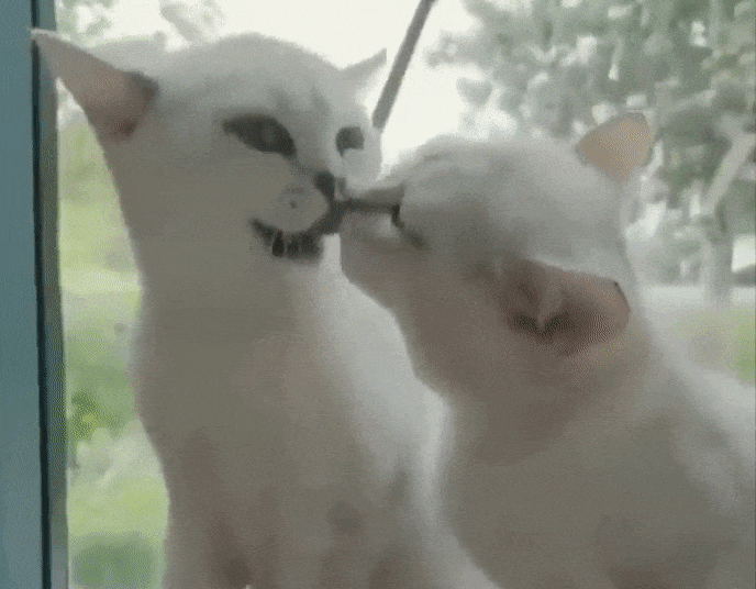 kittens kissing gif