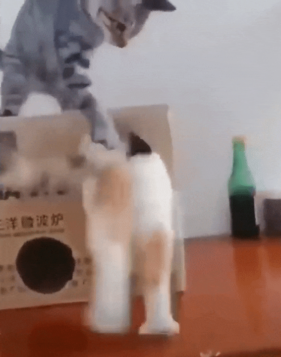 lots of cats gif
