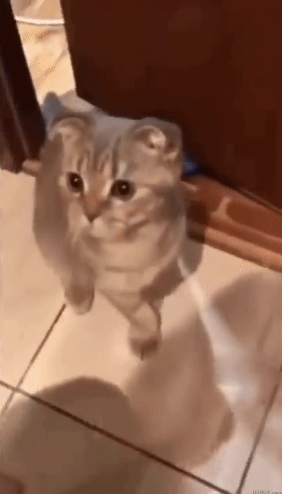 🔥 [1000+] Goofy Ahh Cat Pictures, Images, Photos, GIF, Funny & Meme 2024 -  Raju Editor