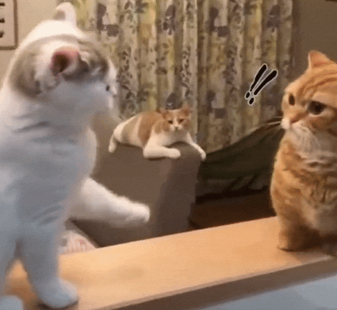 Cute Angry Cat GIFs