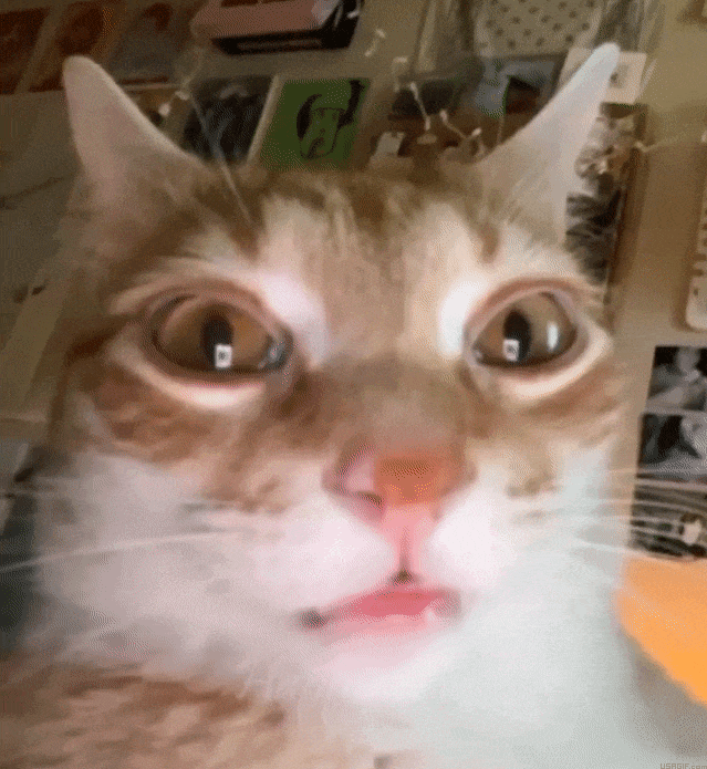 Funny Cat Face GIFs