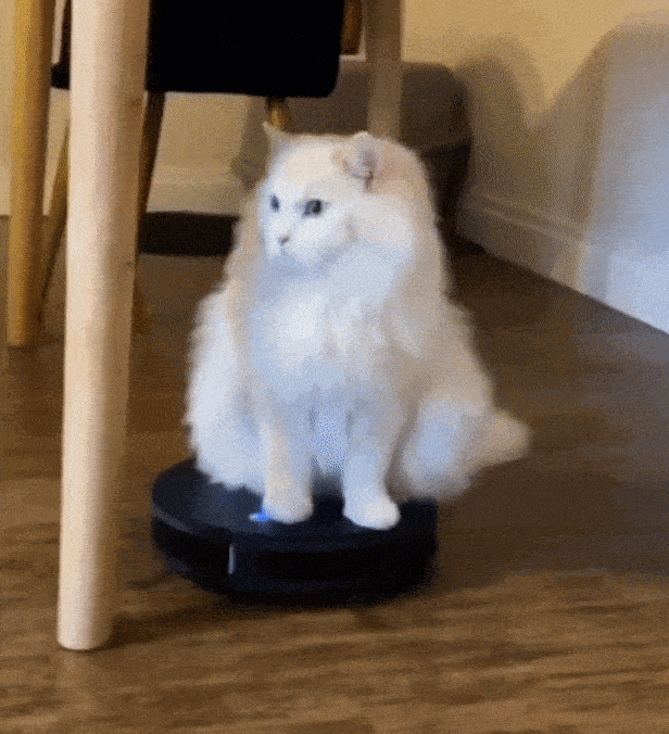 Cute Cats Doing Funny Things GIFs