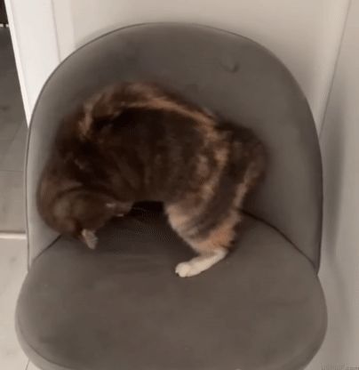 cat-fun-84-crazy-funny-cat-and-chair-usagif