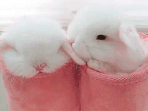 Söta kaniner GIF