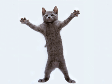 GIFy tanečních koček - 65 zábavných animovaných obrázků zdarma