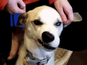 Funny Dogs GIFs
