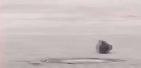 Military Salute GIFs