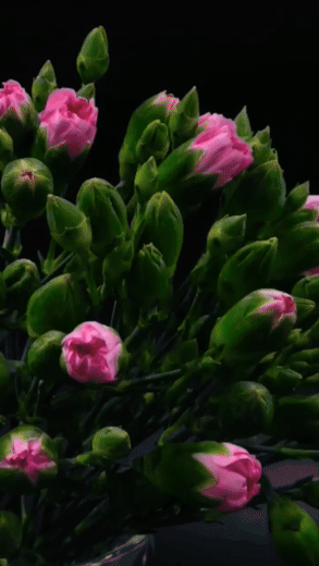 GIFs de cravos florescendo