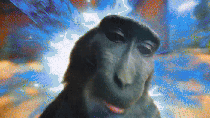 Гифки Обезьяны с Риззом - обезьяна улыбается на камеру