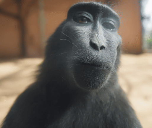 GIFs de Mono con Rizz - mono sonriendo ante la cámara