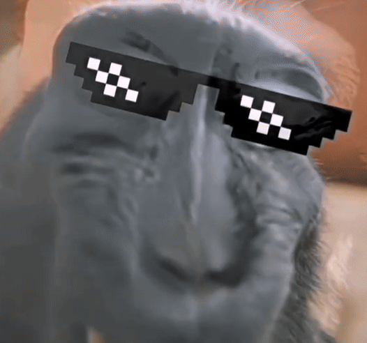 リズモンキーのGIF -カメラに向かって微笑む猿