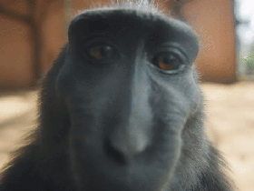 Rizz Monkey GIFs Smiling on Camera