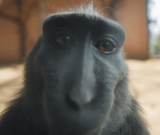 GIFy z małpą Rizz - małpa uśmiechająca się do kamery