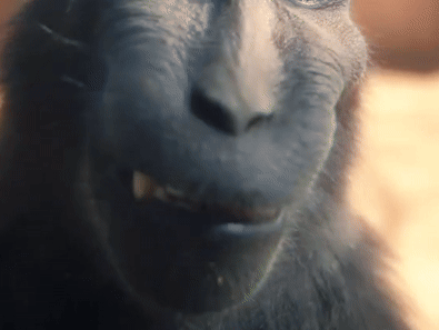 GIFs de macaco Rizz - macaco sorrindo para a câmera
