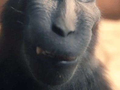 Rizz Monkey GIFs Smiling On Camera USAGIF