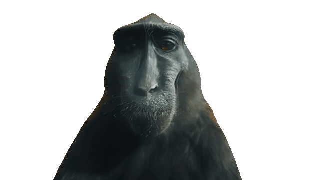 Rizz opice GIFy - opice s úsměvem na kameru