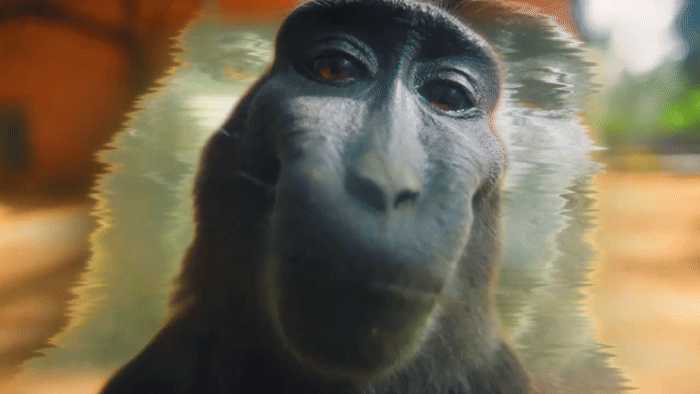 GIFs de Mono con Rizz - mono sonriendo ante la cámara