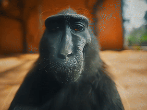 Rizz opice GIFy - opice s úsměvem na kameru