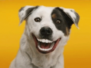 Smiling Dogs GIFs 30 Animated Pics Of Cute Dog Smiles USAGIF Smiling Dogs GIFs 30 Animated Pics Of Cute Dog Smiles USAGIF