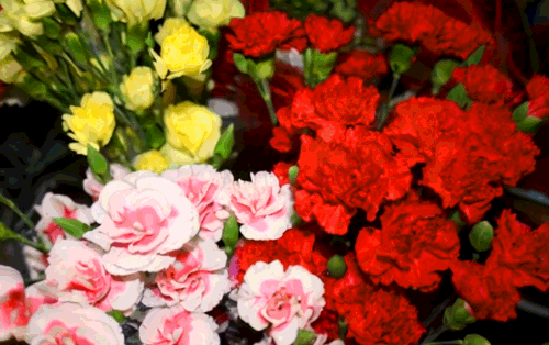Le GIF di garofani in fiore