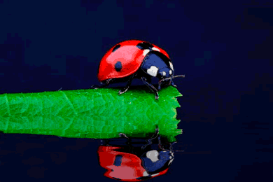 Biedronka GIF - Animowane obrazy chrząszcza na szczęście