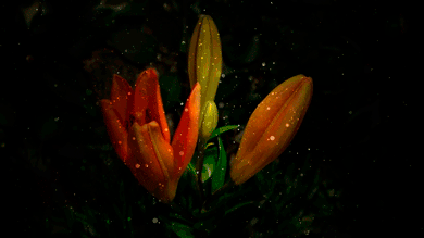 Lilie na GIFach - Piękne bukiety, kwiaty i tła