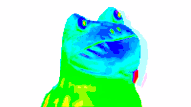 GIF de grenouille arc-en-ciel - Différentes versions de ce meme