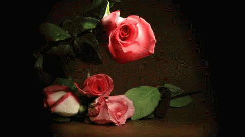 GIFs of Roses
