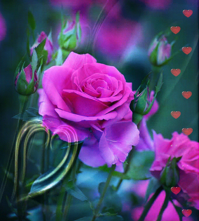 GIFs Rosen, wunderschöne Blumensträuße in verschiedenen Farben