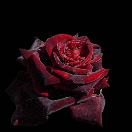 GIFs of Roses
