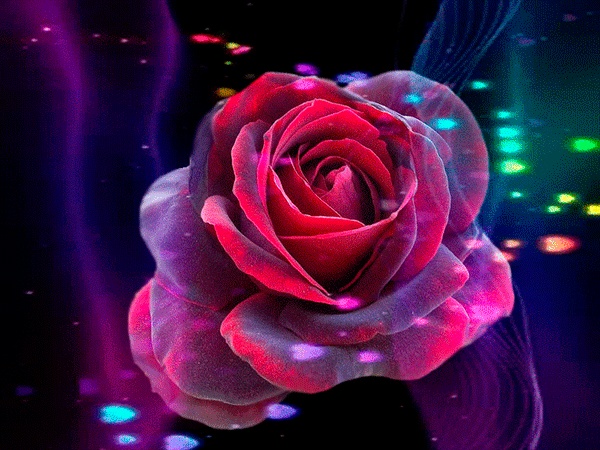 GIFs de rosas, belos buquês de cores diferentes