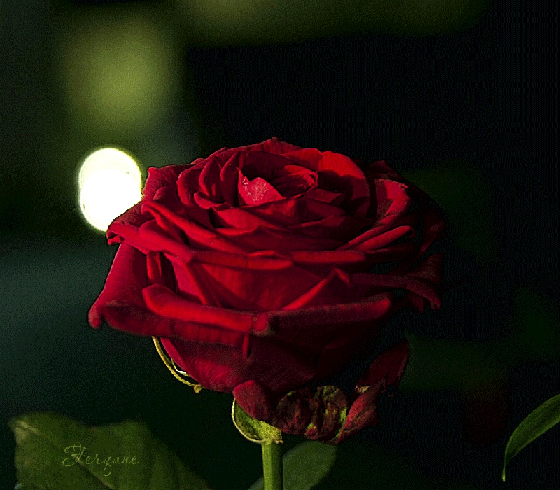 GIF růží, krásné kytice různých barev