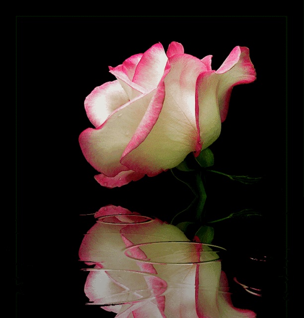 GIFs de rosas, hermosos ramos de diferentes colores