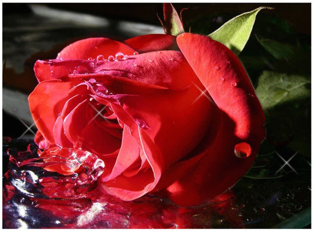 GIFs de rosas, belos buquês de cores diferentes