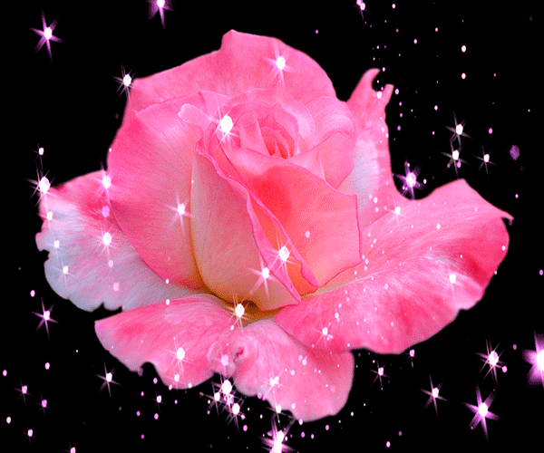 GIF con rose, mazzi bellissimi di colori diversi