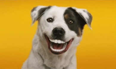 Cães sorridentes em GIFs - 30 imagens animadas de fofos de cães