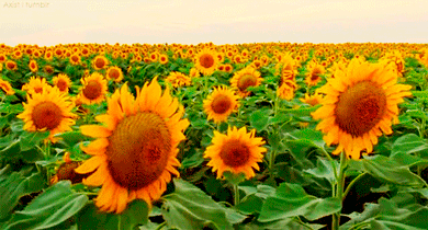 Sonnenblumen GIFs - 95 wunderschöne GIF-Animationen kostenlos