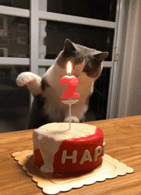 Animowane obrazy GIF z tortami urodzinowymi - 115 ciastek na urodziny