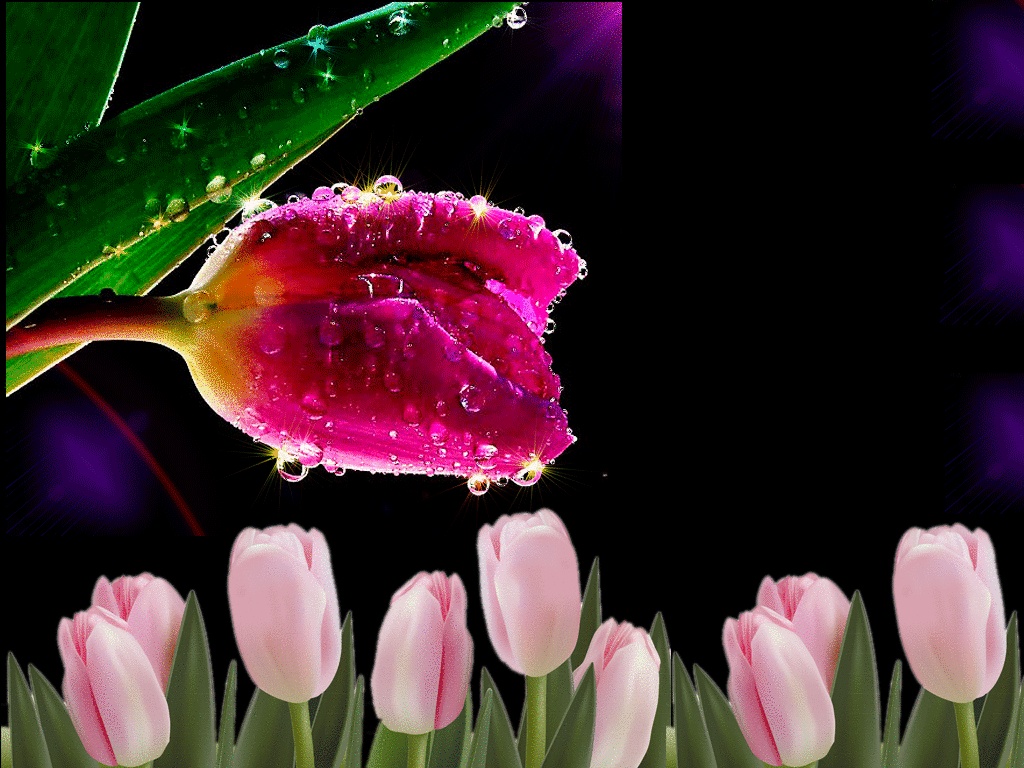 GIFs Tulpen - 100 animierte Bilder, Schöne Frühlingsblumen