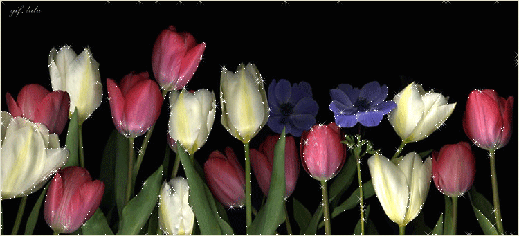 Tulips GIFs