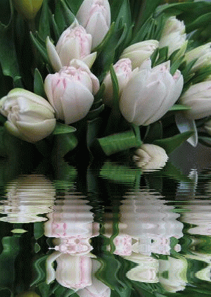 チューリップGIF、美しい春の花の100のアニメーション画像