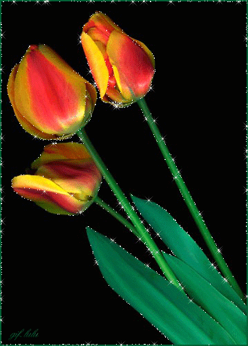 tulip-65