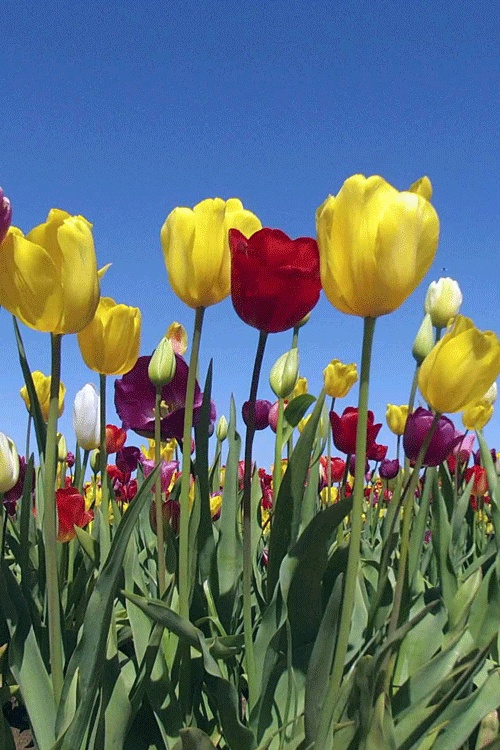 GIFs Tulipes - Belles fleurs de printemps