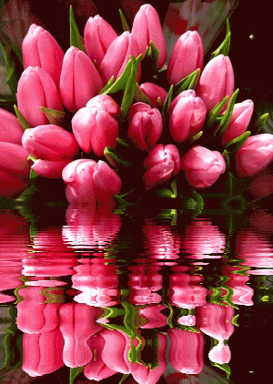Tulip 79 GIF Animated Picture
