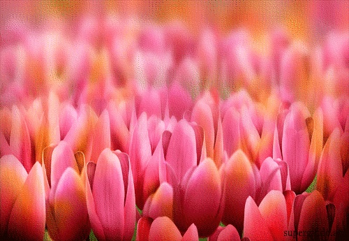 GIFs Tulpen - 100 animierte Bilder, Schöne Frühlingsblumen