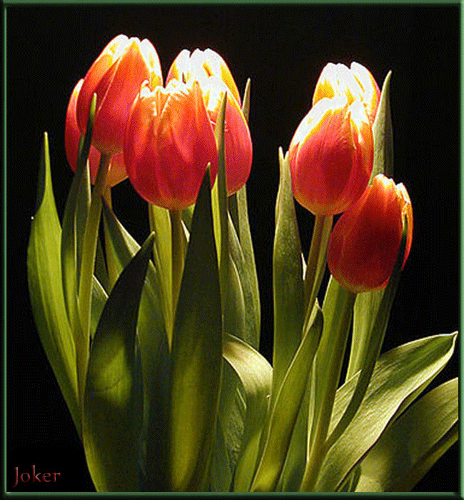 tulip-82