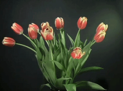 tulip-84