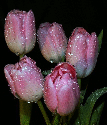 Tulips GIFs